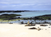 NATUR PUR – ISLAS GALÁPAGOS